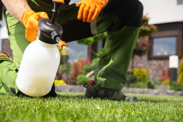 Best Flea Control Services  in Balcones Heights, TX