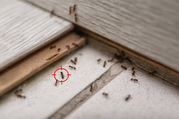 Best Commercial Pest Control Services  in Balcones Heights, TX