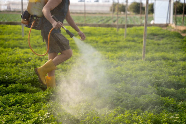 Best Mosquito Control Services  in Balcones Heights, TX