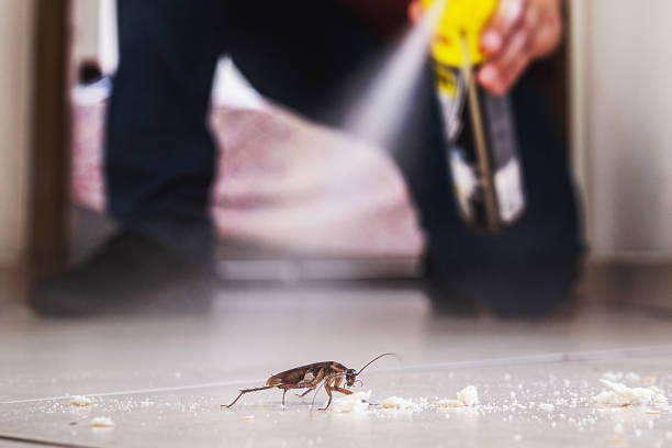 Best Bed Bug Extermination  in Balcones Heights, TX