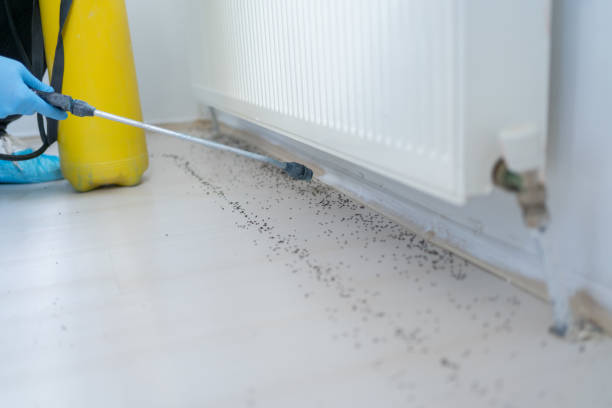 Best Commercial Pest Control Services  in Balcones Heights, TX