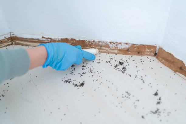 Best Exterminator Services  in Balcones Heights, TX